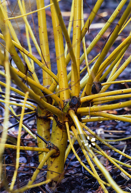 白柳“哈钦森黄”图片素材