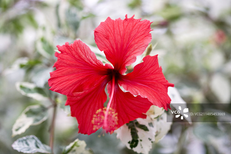 芙蓉'Cooperi'图片素材