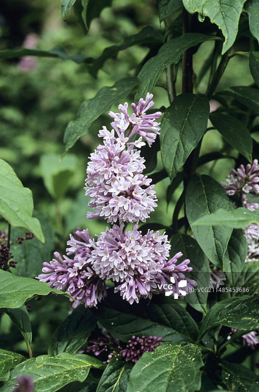 矮紫丁香花图片素材