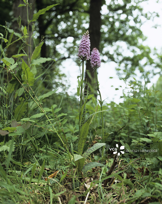 斑点兰。图片素材