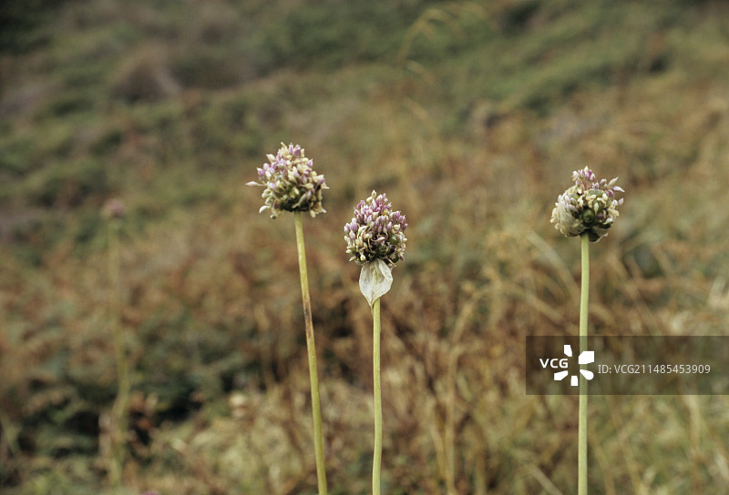 巴西葱的球状花序图片素材