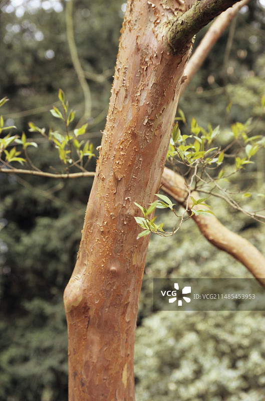 日本紫茎树的树皮图片素材