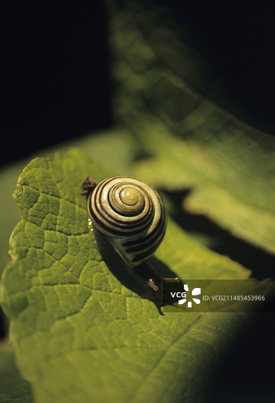 蜗牛特写图片素材