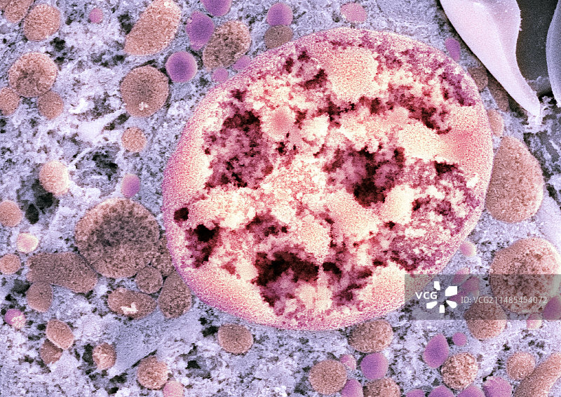 细胞核扫描电镜图图片素材