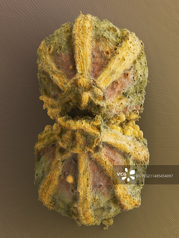 阿 জোوان果实扫描电镜图图片素材