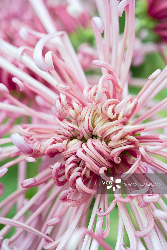菊花“瓦莱丽”图片素材