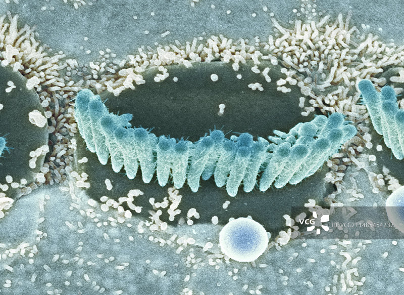 内耳毛细胞,扫描电镜图片素材