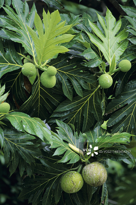 面包果图片素材