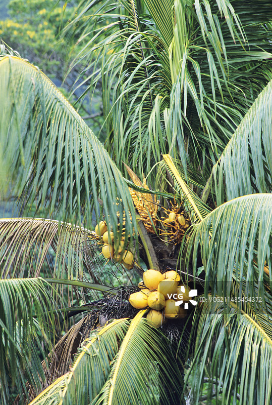 椰子树图片素材