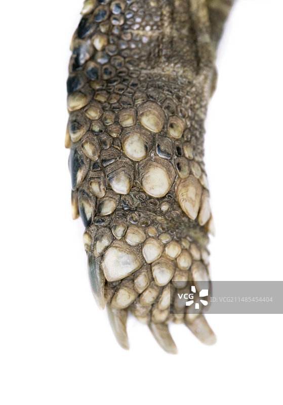 赫尔曼陆龟的腿和脚图片素材