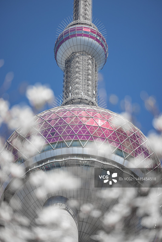 上海浦东陆家嘴上海市花白玉兰花环绕的东方明珠电视塔图片素材