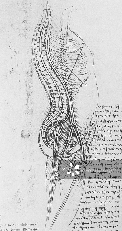 男性身体解剖，15世纪图片素材