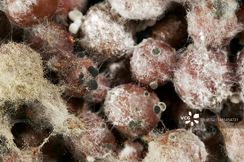 发霉的黑醋栗图片素材