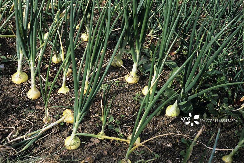 有机洋葱图片素材