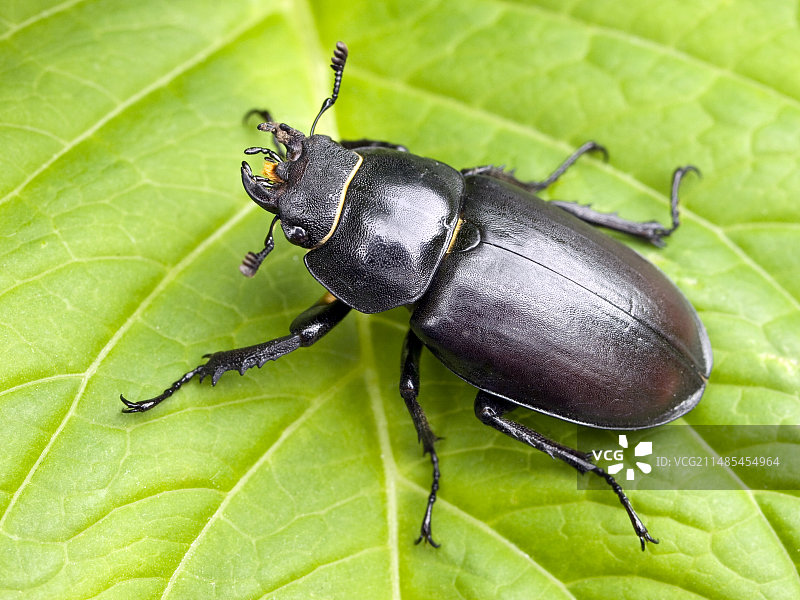 鹿角虫图片素材