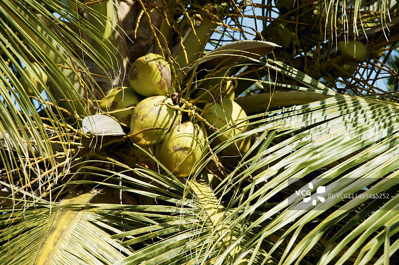 椰子树图片素材