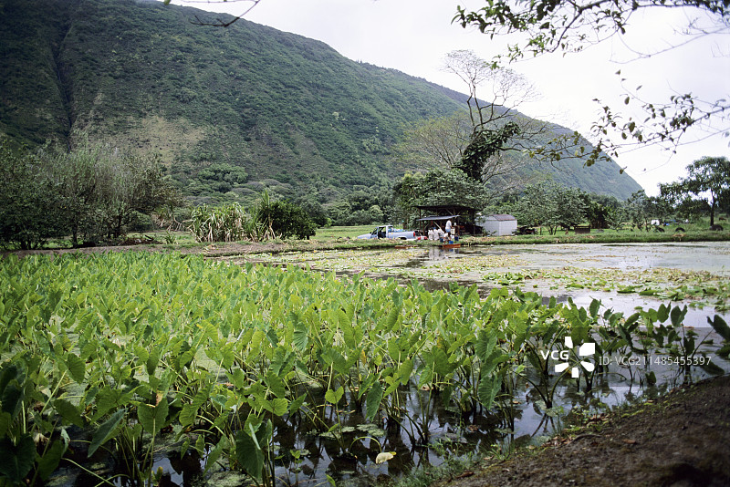 夏威夷芋头农场图片素材