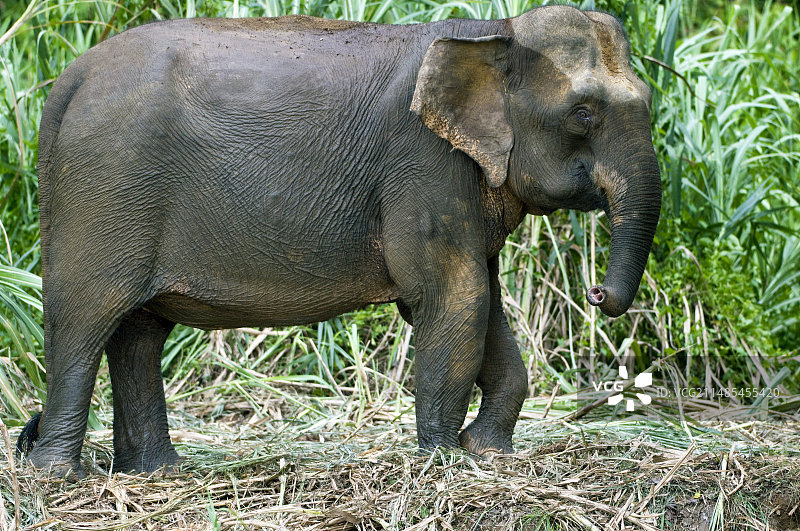 婆罗洲侏儒象图片素材