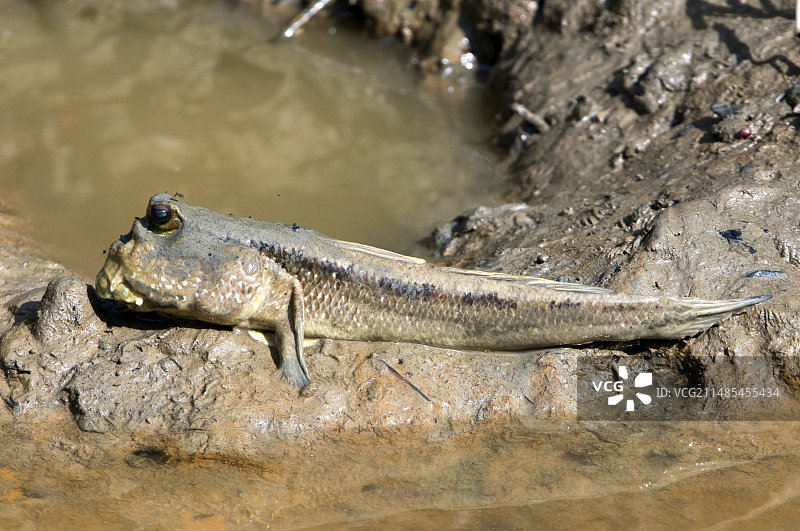 弹涂鱼图片素材