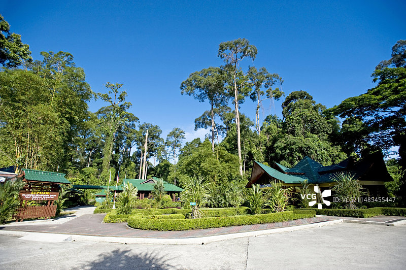 马来西亚西必洛人猿庇护中心图片素材