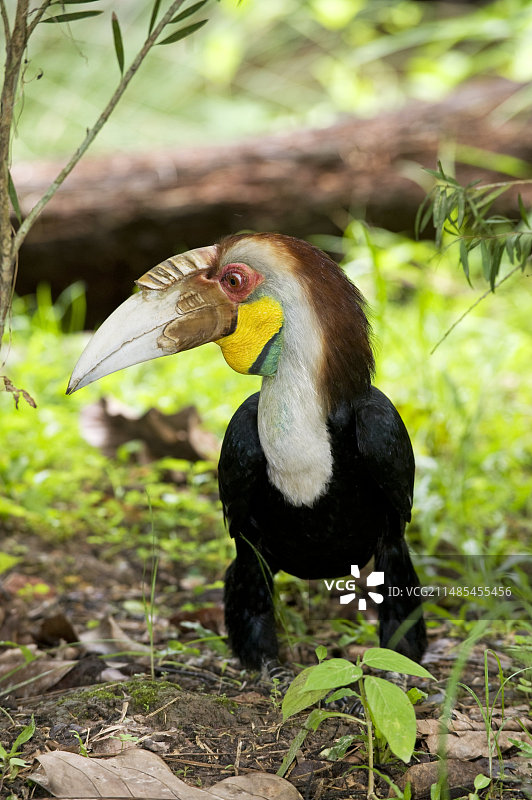 皱盔犀鸟图片素材