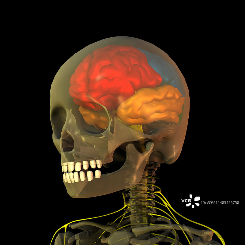 头骨与大脑解剖结构艺术图图片素材