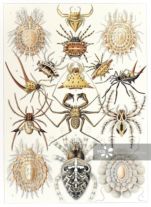 蛛形纲动物艺术作品图片素材