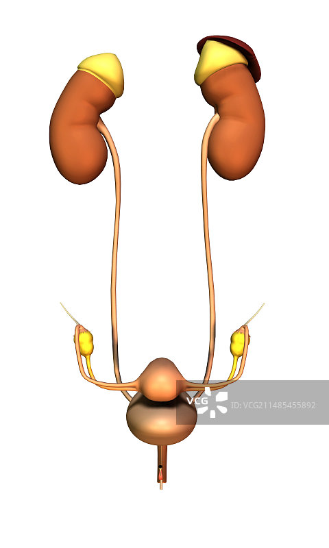 女性泌尿生殖系统图图片素材