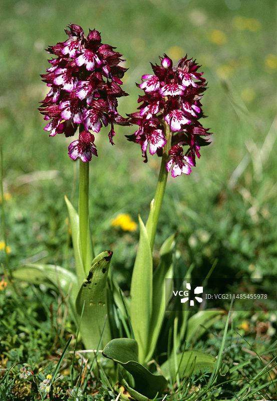 女士兰图片素材