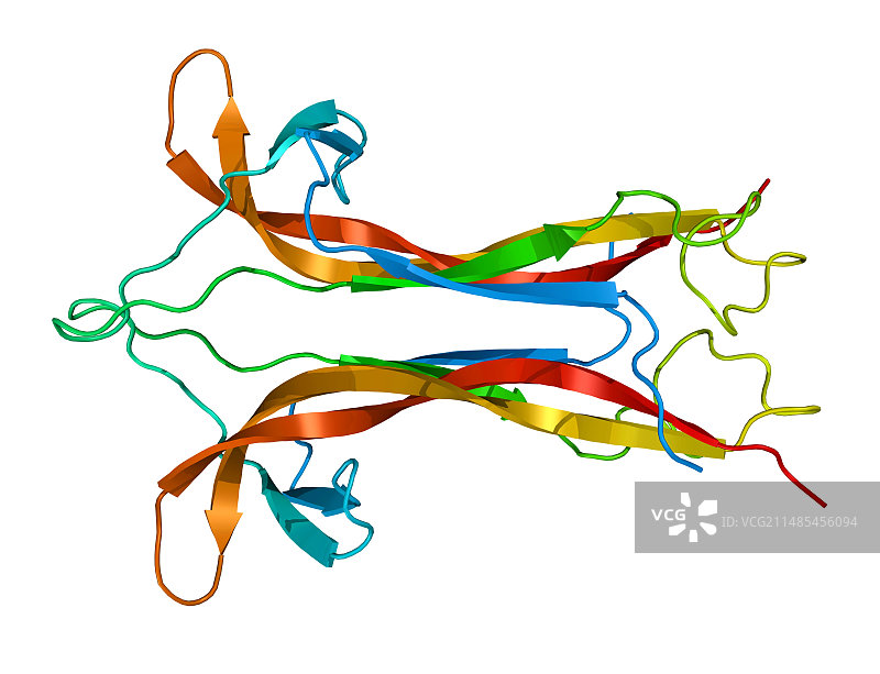 神经生长因子分子模型图片素材