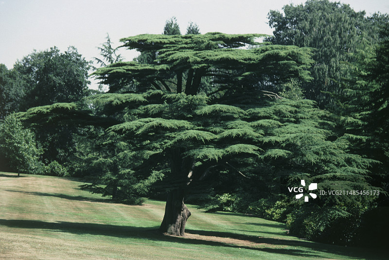 黎巴嫩雪松图片素材