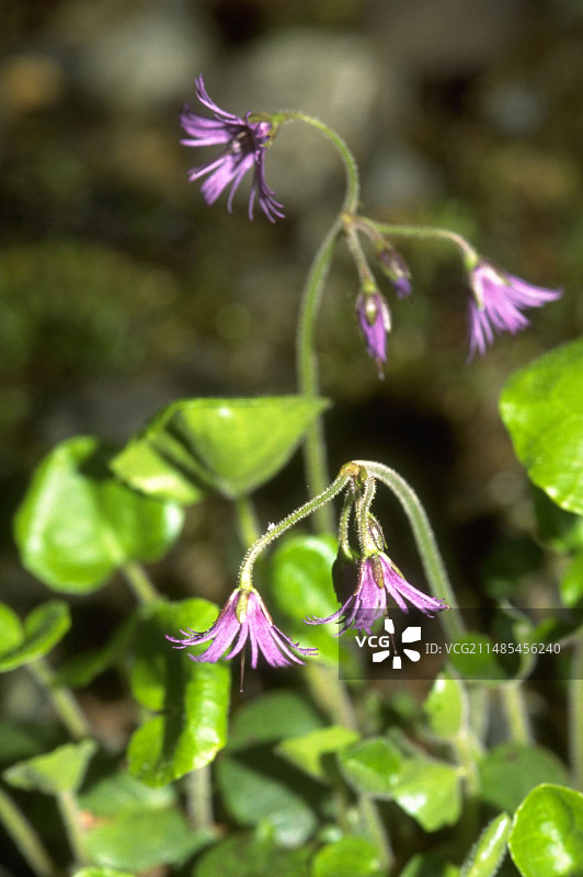 绒毛铃铛花图片素材