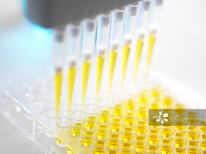 多通道移液器填充多孔板图片素材