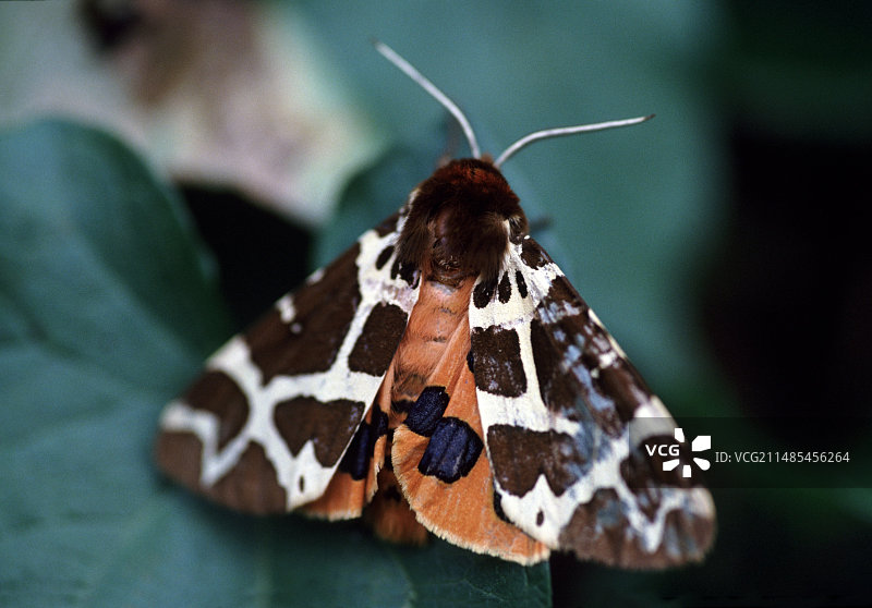 菜园老虎蛾图片素材