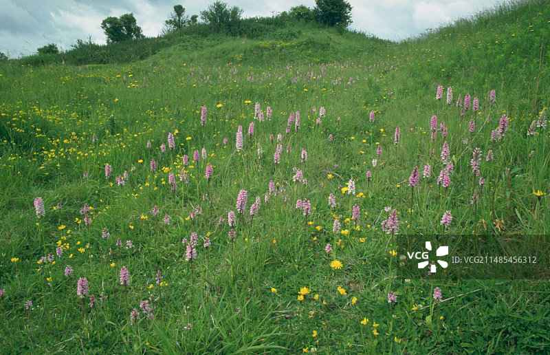 常见斑点兰花图片素材