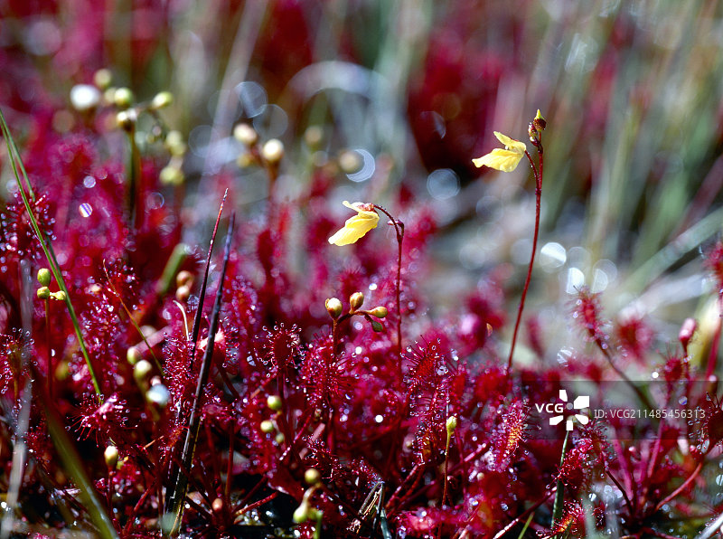 茅膏菜食肉植物图片素材