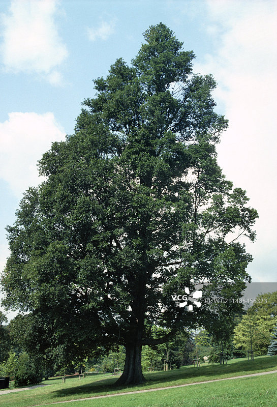 小叶榆图片素材