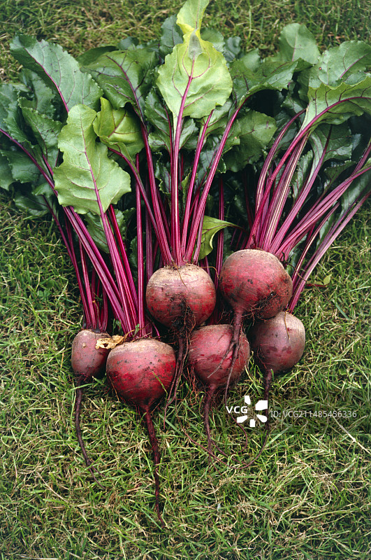 甜菜根图片素材