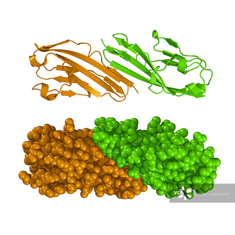 成纤维细胞生长因子受体2图片素材