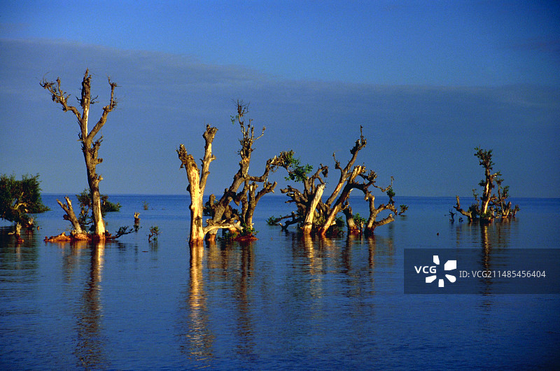 退化的红树林图片素材