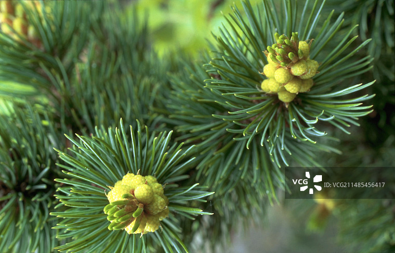 球果松雄球果图片素材