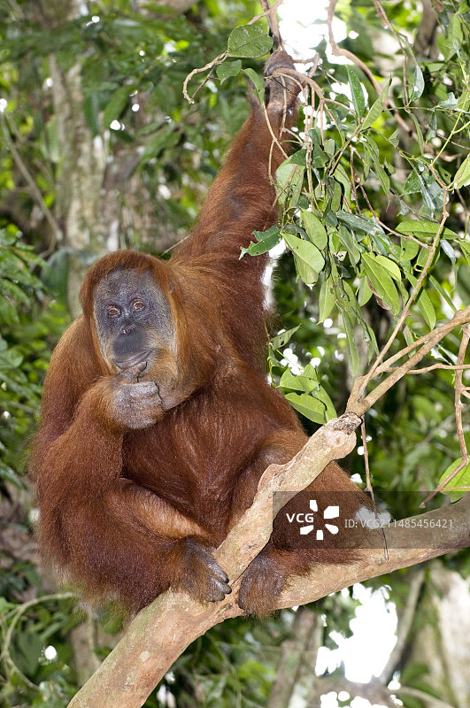 苏门答腊猩猩图片素材