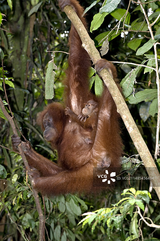 苏门答腊猩猩图片素材