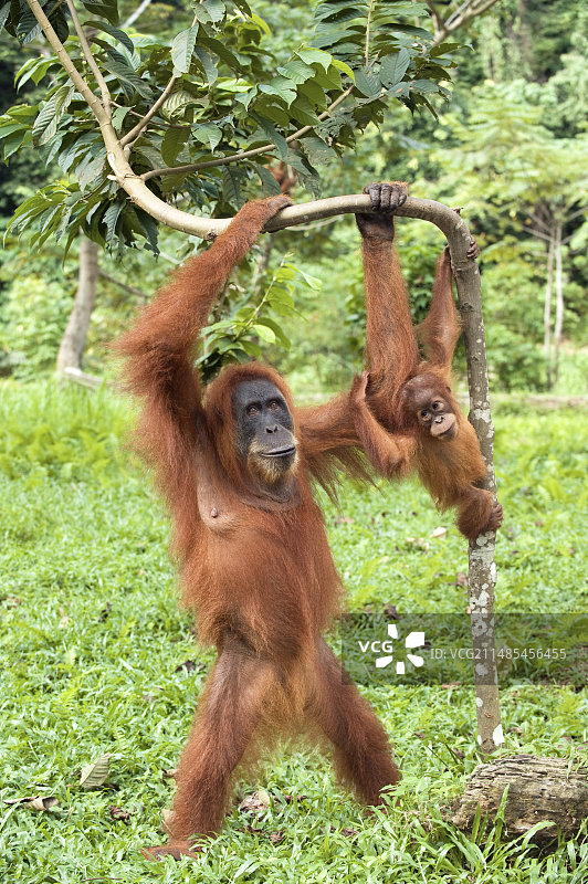苏门答腊猩猩图片素材