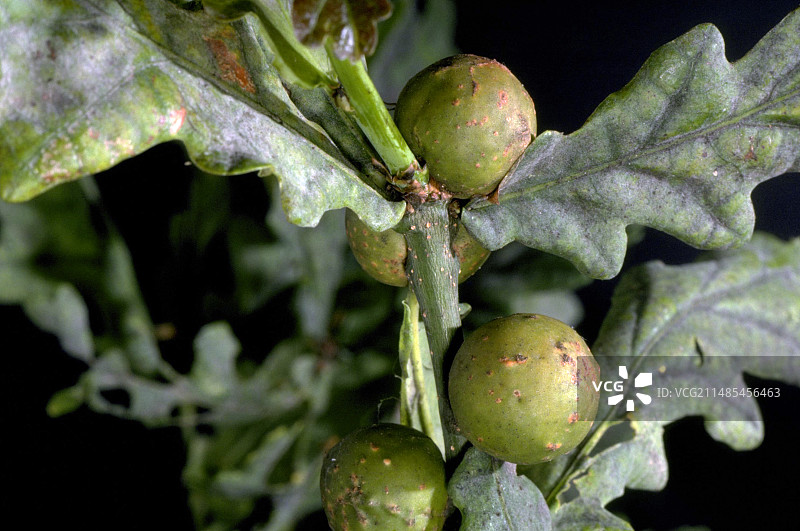 橡树上的橡树瘿图片素材