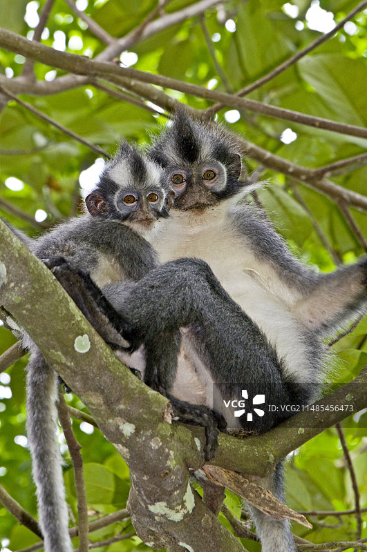 托马斯叶猴图片素材