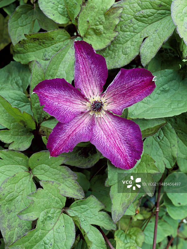 维诺莎铁线莲图片素材