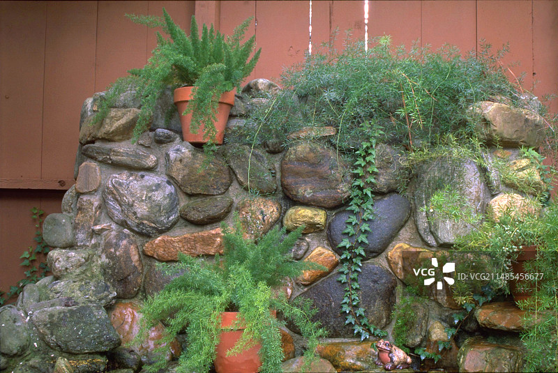 狐尾蕨图片素材