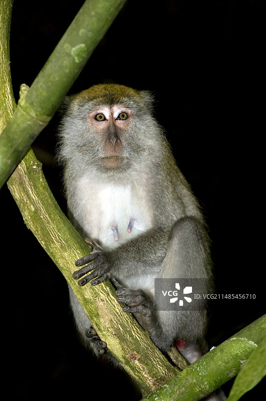 长尾猕猴图片素材