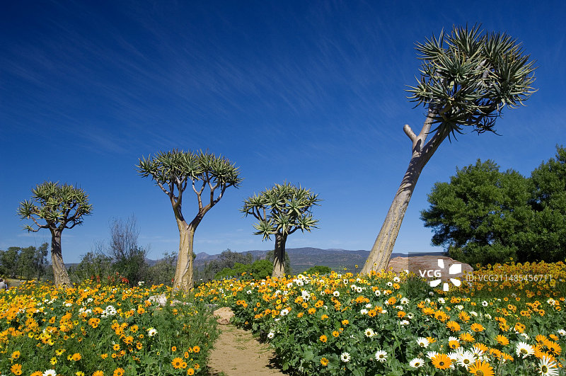 箭袋树图片素材
